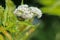 Rose Chafer Cetonia Aurata eats pollen of white flowers Leatherleaf Viburnum rhytidophyllum Alleghany