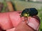 Rose chafer in the hands of a man. A large shiny green beetle