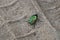 Rose chafer photographed close-up on a sand