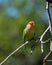 Rose cheeked lovebird on a branch in a tree