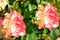 Rose Cherry Parfait flowers