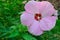 Rose-of-China Chinese Hibiscus, rosa-sinensis, pink flower horizontal