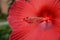 Rose-of-China Chinese Hibiscus, rosa-sinensis red flower macro horizontal