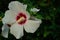 Rose-of-China Chinese Hibiscus, rosa-sinensis, white flower horizontal text area