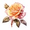 Rose Clipart On White Background