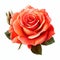 Rose Clipart On White Background