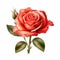 Rose Clipart On White Background