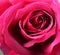 Rose close-up of bright raspberry fuchsia with dew drops