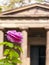 Rose close-up in front of the Mausoleum in the castle garden Charlottenburg