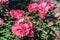 Rose cluster on the branch of flowers with double pink flowers