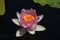 Rose colored water lily with yellow pestle