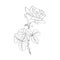 Rose contour line illustration. Barbed flower with leaves. Rose pencil drawing. Garden flower sketch