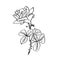 Rose contour line illustration. Barbed flower with leaves. Rose pencil drawing. Garden flower sketch