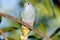 Rose-crowned Fruit Dove