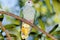 Rose-crowned Fruit Dove