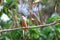 Rose-crowned Fruit Dove