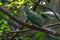Rose-crowned fruit-dove on alert mode