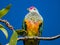 Rose-crowned Fruit-Dove in Queensland Australia