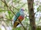 Rose-crowned Fruit-Dove in tree, native Australian bird