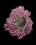 Rose crystal ring