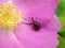 Rose Curculio Beetle on Frau Dagmar Hastrup Rose
