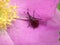 Rose Curculio Beetle on the Petals of Frau Dagmar Hastrup Rose