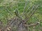 Rose cuttings in the garden