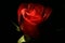 Rose in the darkness