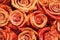 Rose Decay - Top down image of beautiful orangish pink roses but when you look closer the petals are bruised and broken