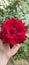 Rose deep red big flower colorful plant nature