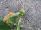 Rose disease: rust on roses leaves close up