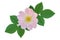 Rose dogrose flowers