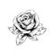 Rose drawing flower nature vector icon on white background