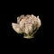 Rose. Dried dead flower isolated on black background. Sample of a flower in oriental style with pastel colors.