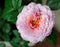 Rose `Eisvogel` blooming head. Close up.