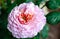 Rose `Eisvogel` blooming head. Close up.