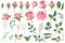 Rose elements. Pink flower buds, roses with green leaves bouquets, floral romantic wedding decor for vintage greeting