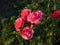 Rose \\\'Elveshorn\\\' flowering with fully double, pink flowers from late spring into autumn