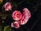 Rose \\\'Elveshorn\\\' flowering with fully double, pink flowers from late spring into autumn