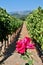 A rose at the end of two rows of wine grapes