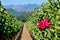 A rose at the end of two rows of wine grapes