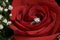 Rose with engagement diamond