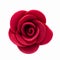Rose felt. Flower close-up . Isolated on white background