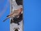 Rose finch eating