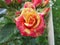 Rose Fire Flash with original two-tone color of buds