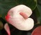 Rose Flamingo flower