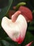 Rose Flamingo flower