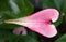 Rose Flamingo flower