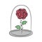 Rose in a flask of glass. on the white background for your design.