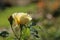 Rose in the Flora Rosarium in the village of Boskoop,Netherlands